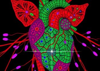 Mapping cardiovascular progenitors in pig hearts identifies Midkine as neovascularization promoter