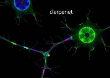 MBNL Loss Drives Stem Cell Fusion and Immature Myonuclei in DM1