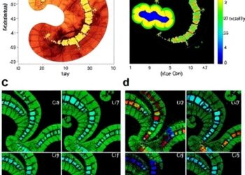 Metabolic mapping reveals spatially distinct host carbon reprogramming during Trichinella spiralis infection
