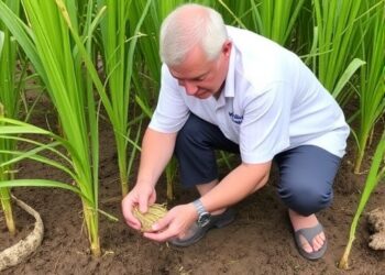 Microbial Team Speeds Rice Straw Breakdown and Boosts Soil Fertility