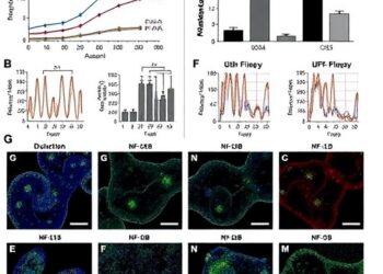 MicroRNA-146b-5p Fuels LPS-Induced Acute Kidney Injury via ERBB4-NF-κB Signaling