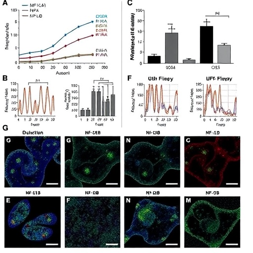 MicroRNA-146b-5p Fuels LPS-Induced Acute Kidney Injury via ERBB4-NF-κB Signaling