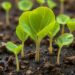 Mineral phase of iron nanoparticles dictates toxicity to lettuce germination and growth