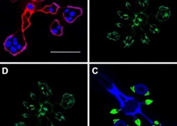 Mitochondrial DNA Mutation Causes Early Intestinal Epithelial Dysfunction During Acute Colitis