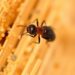 Modified Zinc Oxide Nanoparticles Show Promise for Termite Control