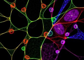 Mogrosides regulate tumor metabolism and immune response, revealing dual anticancer mechanism