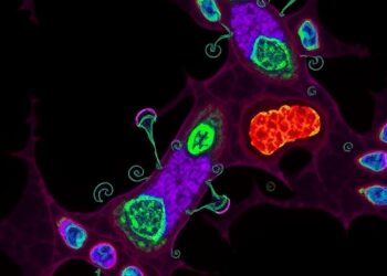 Mouse-Adapted Omicron BA.1 Infection Causes Persistent Lung Inflammation and Fibrosis