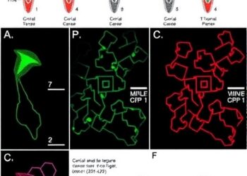 Multi-database study identifies cervical cancer targets tailored to tumor subtypes