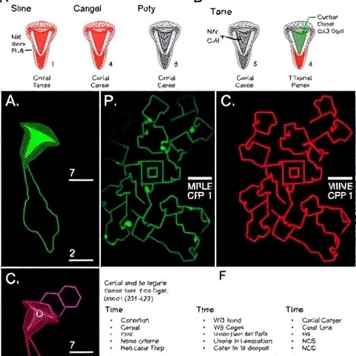 Multi-database study identifies cervical cancer targets tailored to tumor subtypes