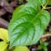 Natural leaf coatings could help hydrochar store carbon more effectively