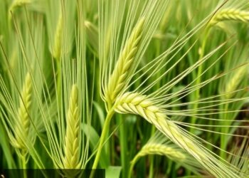 Natural TaSCE1-A1 allele boosts drought resistance in wheat