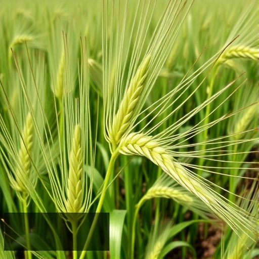 Natural TaSCE1-A1 allele boosts drought resistance in wheat