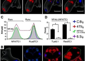 Neddylation of NFATc1/Runx2 balances bone remodeling, offering dual-action therapy for postmenopausal osteoporosis