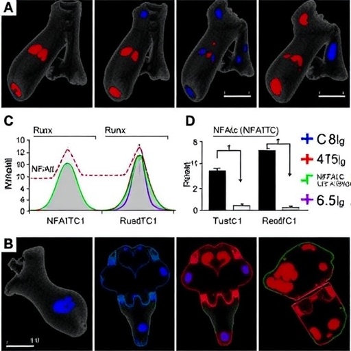 Neddylation of NFATc1/Runx2 balances bone remodeling, offering dual-action therapy for postmenopausal osteoporosis