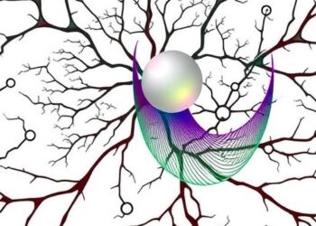 Neural precursor divides into two cell lineages earlier than expected