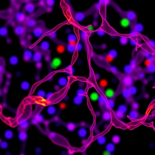 Neutrophil-Released S100A8/A9 Activates Reparative Macrophages, Delaying Denervated Muscle Atrophy