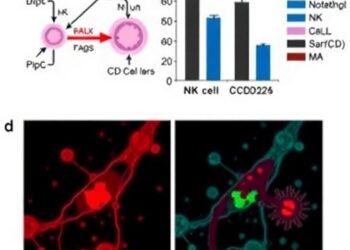 Neutrophil Traps Drive Liver Metastasis by Disrupting NK Cell Surveillance Through CCDC25