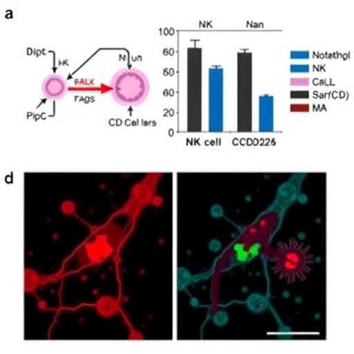 Neutrophil Traps Drive Liver Metastasis by Disrupting NK Cell Surveillance Through CCDC25