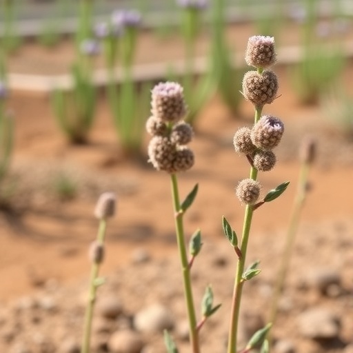 New Molecule Class Produces Hardy, Drought-Tolerant Plants