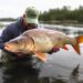 New study brings hope against deadly virus threatening carp populations