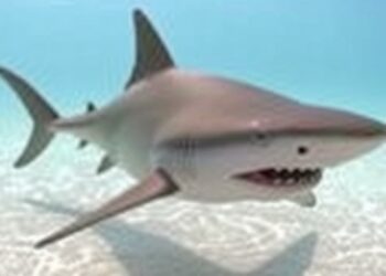 New study sheds light on bonnethead sharks’ long-standing mystery