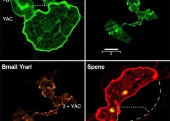 Noncircadian BMAL1–YAP signaling amplifies chronic inflammation in aging skin