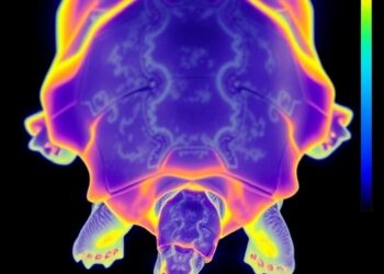 Noninvasive thermal imaging may advance research on endangered hatchling tortoises