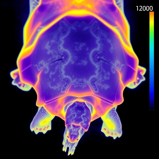 Noninvasive thermal imaging may advance research on endangered hatchling tortoises