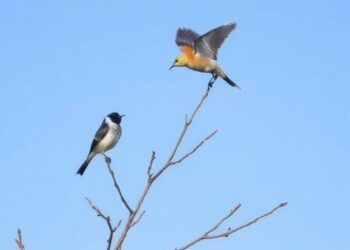 Over a decade of Seattle suburban observations reveals where sensitive birds avoid