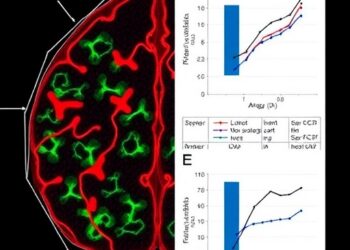 Parkinson’s-linked LRRK2 mutation disrupts astrocyte development and induces senescence-like changes