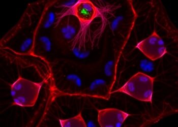 Peripheral Myh11-Expressing Nucleus Pulposus Cells Show Promise Against Disc Degeneration