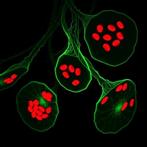PPARα Activation Overcomes Fibroinflammatory Anti-PD-1 Resistance in Liver Cancer via GSDME Pyroptosis