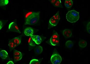 Prime Editing Precisely Corrects GJB2 c.235delC Mutation in Laboratory Cells