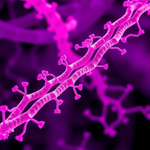 Quinone-shuttling filaments boost energy production in Gram-positive Bacillota