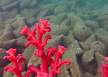 Red algae reveal the ocean’s daily temperature history