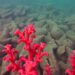 Red algae reveal the ocean’s daily temperature history