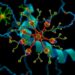 Researchers develop unified framework explaining a major driver of cancer