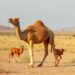 Researchers Identify Hidden Body-Size Trait in Dromedary Camels Using Statistical Analysis