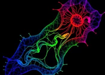 Retraction: Study on NOTCH mitochondrial localization and tumor-initiating cell reprogramming withdrawn