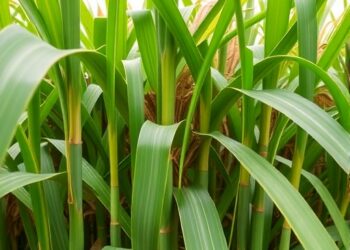 Revealing How Female Restitution Occurs in Sugarcane Hybrids