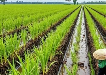 Rice straw return boosts carbon storage in paddy soils via iron protection