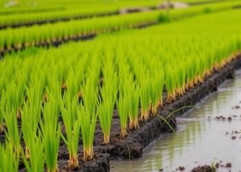Rising Temperatures Alter Nitrogen Storage and Loss in Flooded Rice Soils