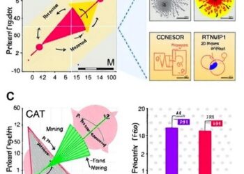 RTN4IP1 Drives Triple-Negative Breast Cancer Progression and Metastasis Through Metabolic Reprogramming