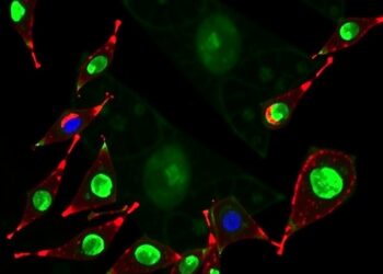 Schisandrin Lignans Stabilize GPX4 to Suppress Ferroptosis in Drug-Induced Liver Injury