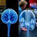 Scientists Compare Human Brains and Organoids Side by Side
