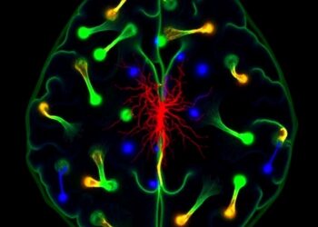 Scientists isolate and characterize putative glioblastoma-origin cells from the brain’s subventricular zone