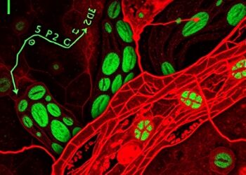 Scientists map B7-H3 across tumour stroma, blood vessels and immune cells