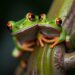 Sensory overload impairs female treefrogs’ ability to choose mates
