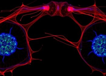 SH2D4A–HDGF Axis Mediates OTUD4’s Control of Ovarian Cancer Malignant Behavior