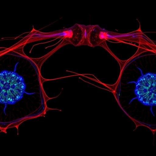 SH2D4A–HDGF Axis Mediates OTUD4’s Control of Ovarian Cancer Malignant Behavior